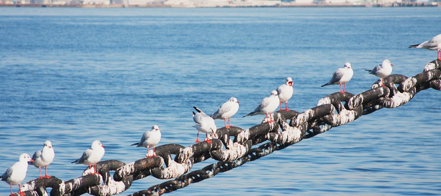 海洋汚染を決して許さない